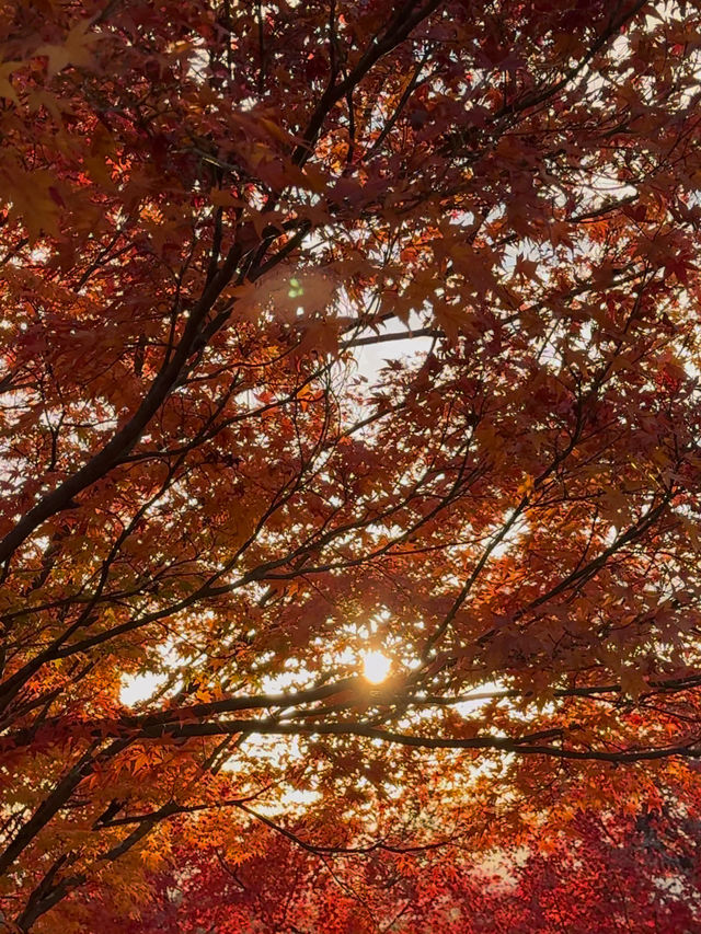 Sunset at Kiyomizudera: A Dreamy Autumn Experience in Kyoto