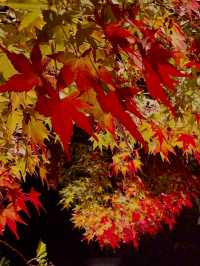 名古屋｜夢幻楓紅倒影的正確打開方式 東山植物園 