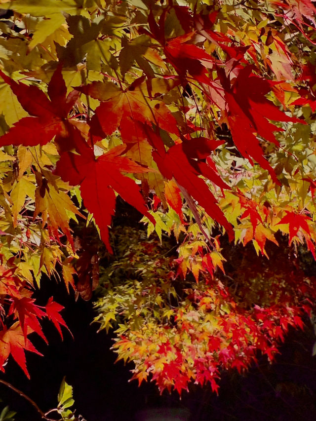 名古屋｜夢幻楓紅倒影的正確打開方式 東山植物園 