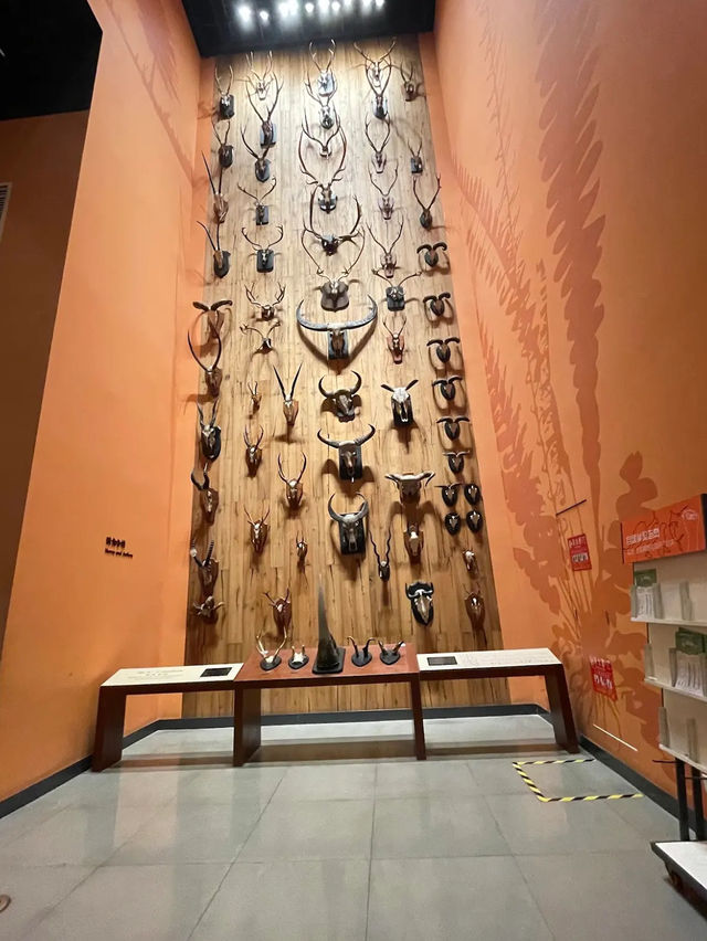 Shanghai History Museum