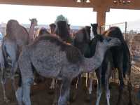 A visit to camel market in Al-Ain, Abu Dhabi