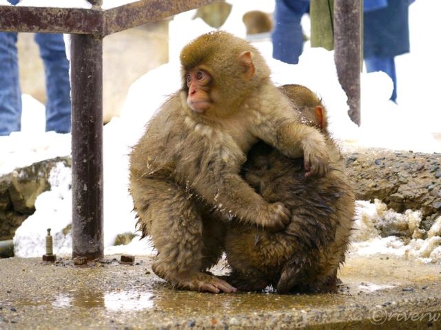 【長野県】外国人に大人気！野生の猿の温泉浴「地獄谷野猿公苑」