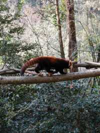 Meet them fluffy lil creatures in Panda Valley