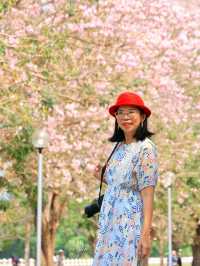 ชมดอกชมพูพันธุ์ทิพย์ ม. เกษตร กำแพงแสน นครปฐม