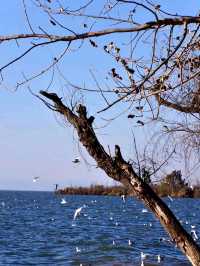 Laoyu River Wetland Park: The Lung of Dianchi Lake