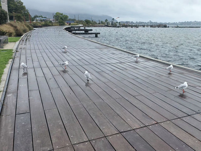 新西蘭｜羅托魯瓦毛里文化｜地熱噴泉⛲️
