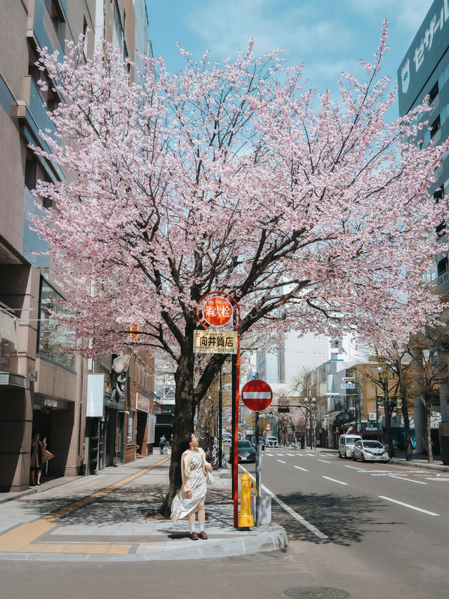 จุดชมซากุระ Sapporo