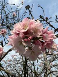 🌸 櫻花盛開，淡水無極天元宮的夢幻之旅 🌸