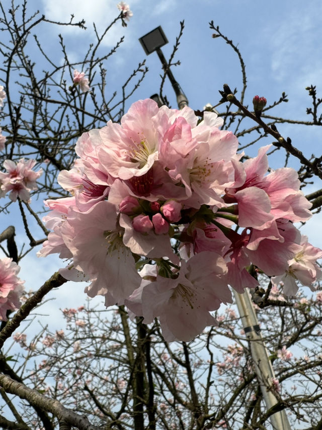 🌸 櫻花盛開，淡水無極天元宮的夢幻之旅 🌸