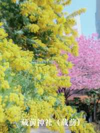【東京】早咲きの桜3選