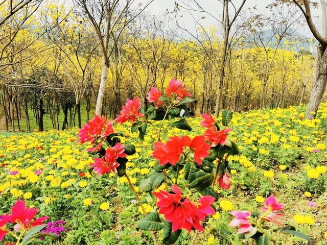 走進童話世界•中山雲梯山花海