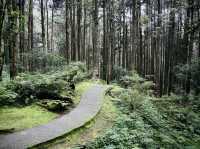 🚂🌲 阿里山小火車探險：在森林中漫步！🌳✨ 隨著火車的呼嘯聲，一起探索這片美麗的綠色世界吧！🌞🍃🌼