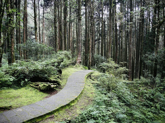 🚂🌲 阿里山小火車探險：在森林中漫步！🌳✨ 隨著火車的呼嘯聲，一起探索這片美麗的綠色世界吧！🌞🍃🌼