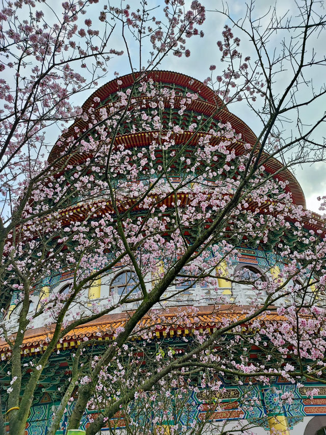 淡水一日遊：櫻花與古鎮的浪漫巡禮🌸✨