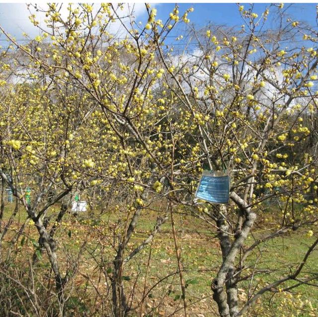 Togokusan Fruit Park (東谷山フルーツパーク)