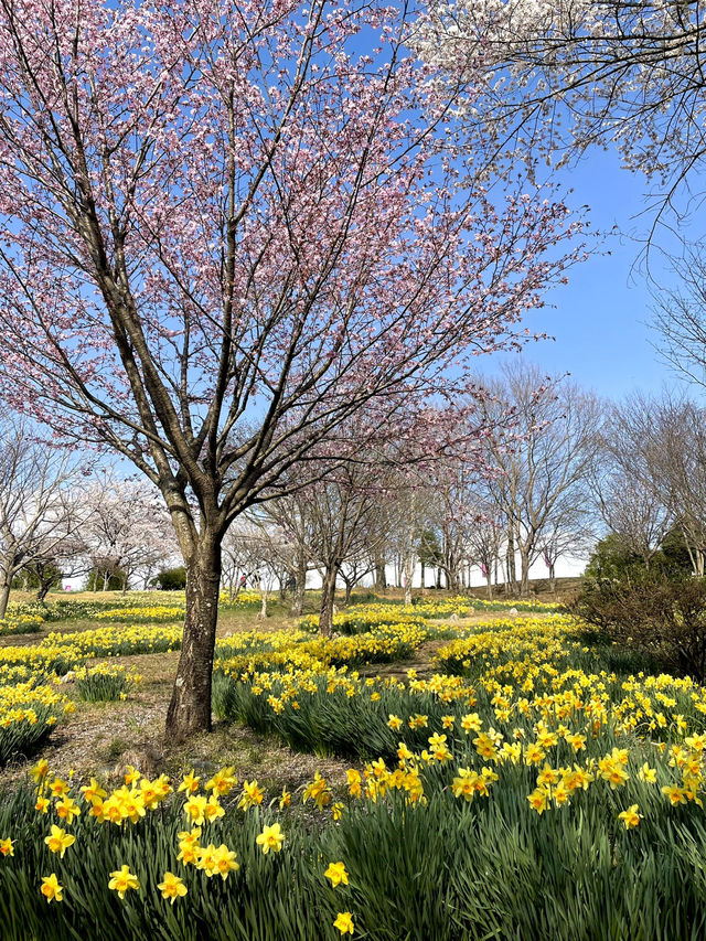 【栃木×春の那須旅】13万本の水仙と桜のコラボが見られる公園