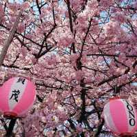 🌸 **河津櫻花觀賞地點遊覽分享** 🌸