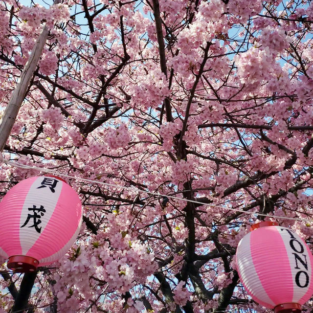 🌸 **河津櫻花觀賞地點遊覽分享** 🌸