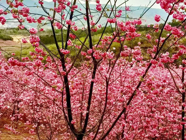 ทริปดอกไม้บาน🌸YiliangSakuraValley 