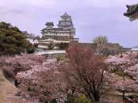 Chasing Sakura at Koko-en Garden