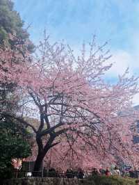 上野恩賜公園🌸