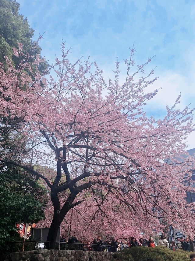 上野恩賜公園🌸