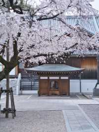 【愛知】行かなきゃ損‼️カメラ好きの憧れ✨額縁みたいな絶景🌸