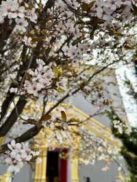A Serene Escape Amidst the Blossoms at White Horse Temple