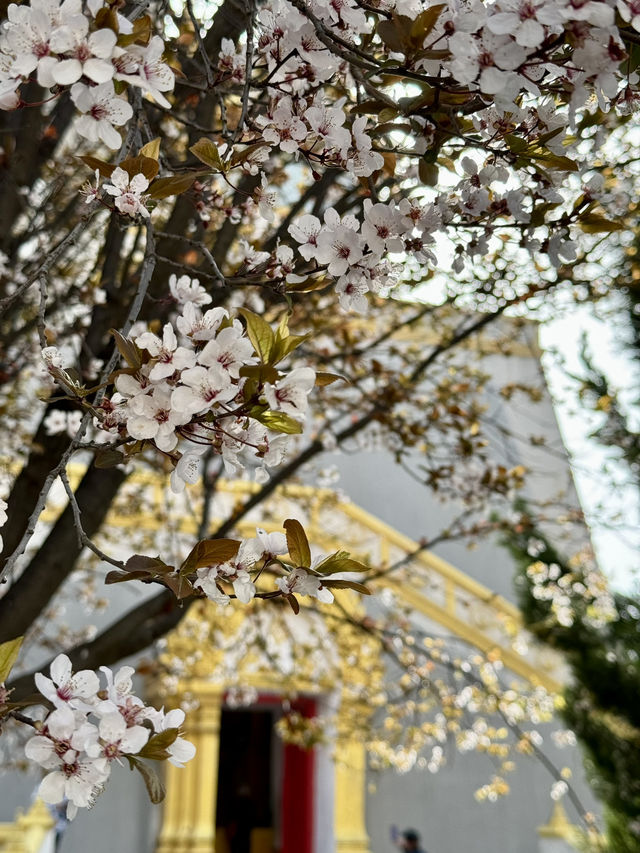 A Serene Escape Amidst the Blossoms at White Horse Temple