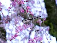 【山梨県】日蓮宗の総本山！樹齢400年の枝垂れ桜が圧巻の「身延山久遠寺」