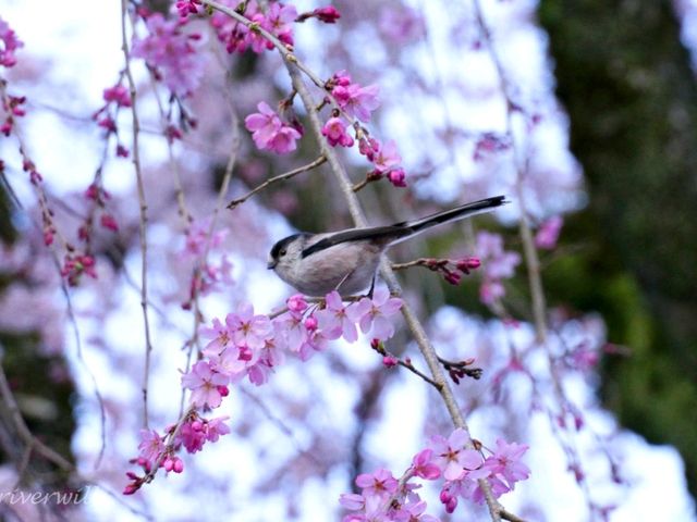 【山梨県】日蓮宗の総本山！樹齢400年の枝垂れ桜が圧巻の「身延山久遠寺」