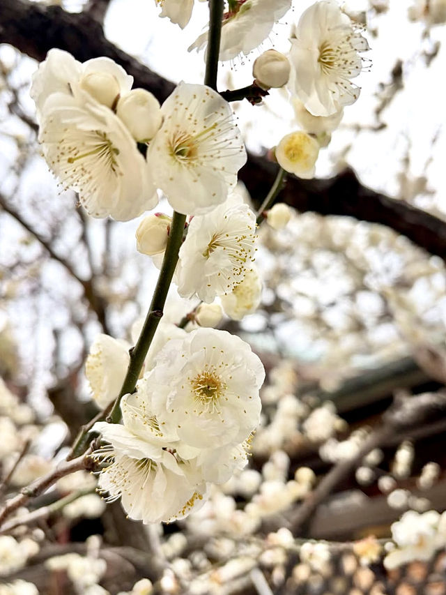Springtime at Yushima Tenjin: Plum Blossom Festival