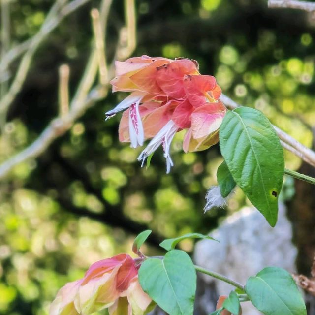 嘉道理農場暨植物園 (Kadoorie Farm and Botanic Garden)