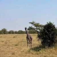 Serengeti National Park, Tanzania – Witness the Great Migration Responsibly