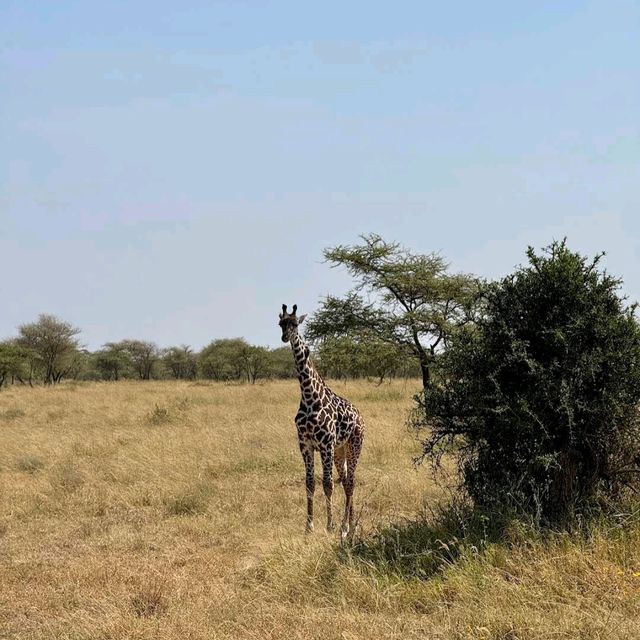 Serengeti National Park, Tanzania – Witness the Great Migration Responsibly