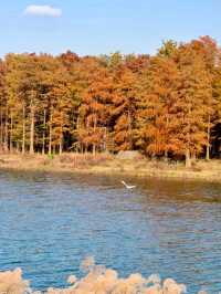 Siming Mountain National Forest Park: A Nature Lover's Paradise