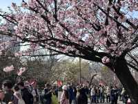 【大阪府】造幣局の桜の通り抜け2025