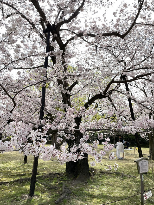 高松櫻花時節