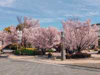 【名古屋】徳川園で歴史と桜の共演を堪能🌸✨