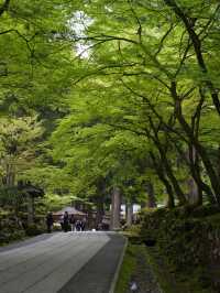 【福井×永平寺】空気が一変！深い緑に囲まれた参道