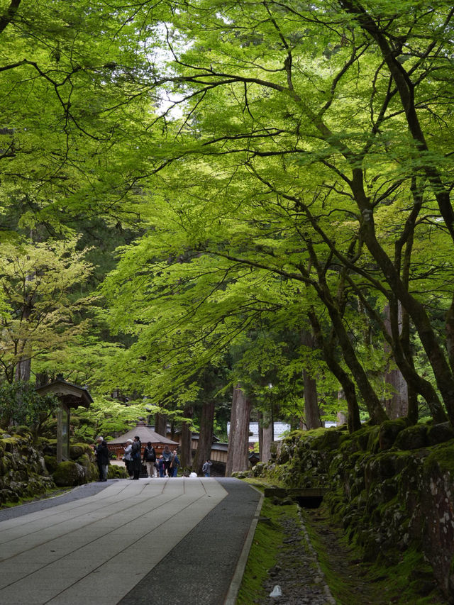 【福井×永平寺】空気が一変！深い緑に囲まれた参道