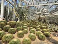  **🌵【廈門必打卡】園林植物園多肉區：闖入奇幻沙漠綠洲，與3000種多肉共舞！🏜️**  