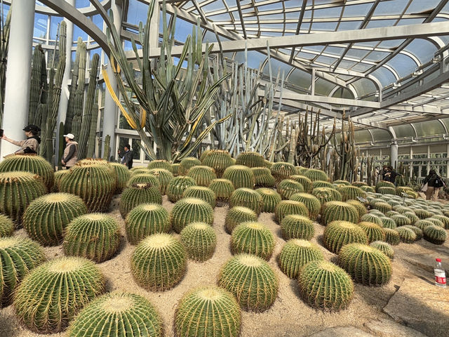  **🌵【廈門必打卡】園林植物園多肉區：闖入奇幻沙漠綠洲，與3000種多肉共舞！🏜️**  
