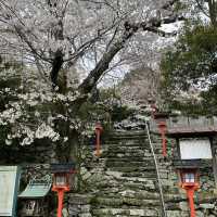 🇯🇵【熊野古道】紀伊路　世界遺産🌎