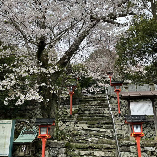 🇯🇵【熊野古道】紀伊路　世界遺産🌎