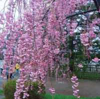 Hirosaki Park, Aomori