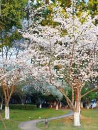 Dushu Lake Wild Cherry Blossoms – Suzhou’s Hidden Springtime Oasis