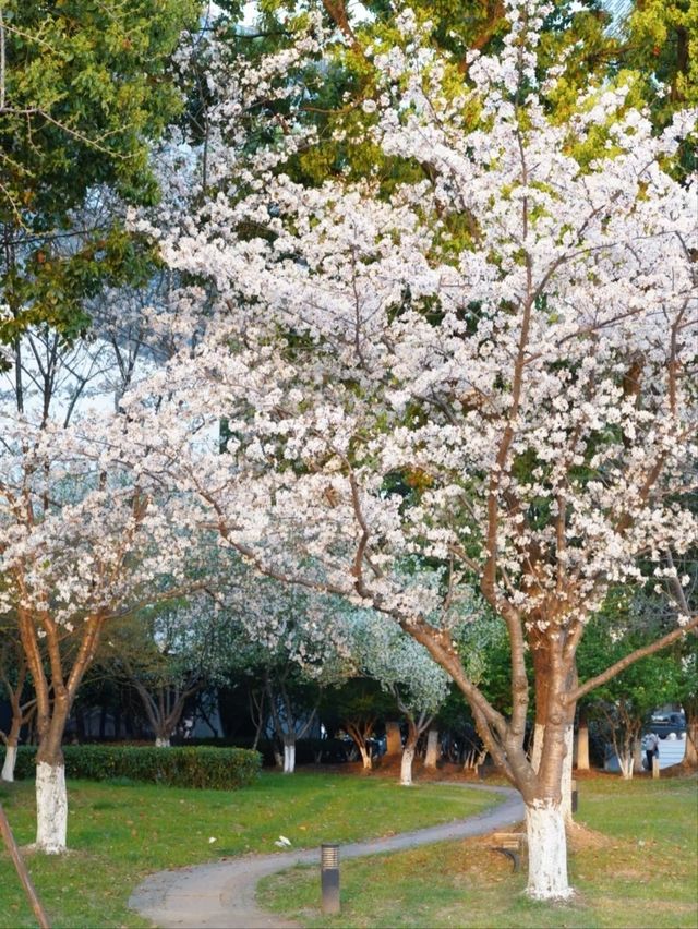 Dushu Lake Wild Cherry Blossoms – Suzhou’s Hidden Springtime Oasis