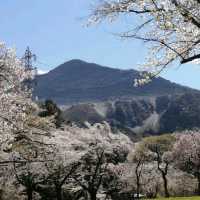 Hitsujiyama Park, Saitama