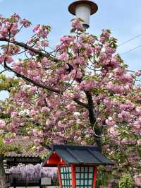 Spring Blossoms at Rokusonno Shrine